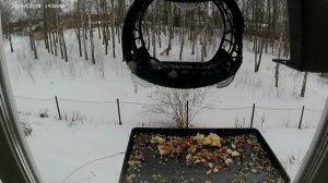 Птицы и фон