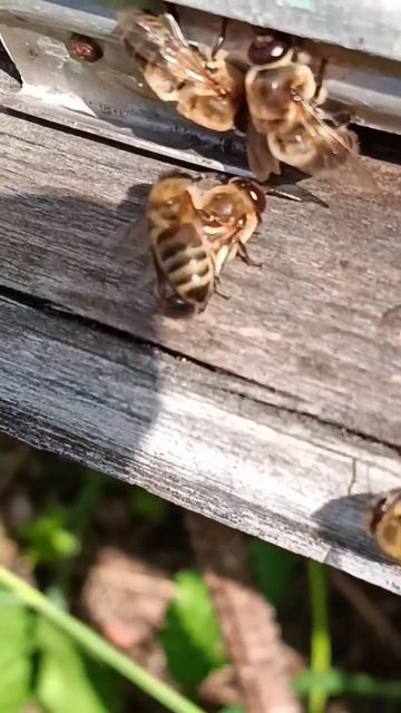 Выгоняют мужиков из дома