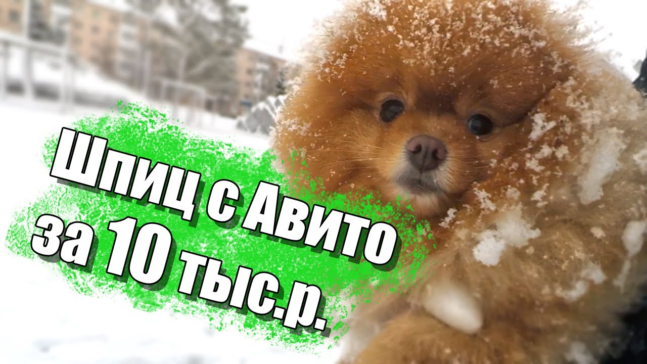 Шпиц с Авито за 10 тысяч рублей. Нужны ли собаке обувь и одежда. Влог 2022