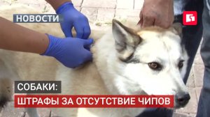 Штрафы за нечипированных собак вводят в Хабаровском крае.13/08/2026