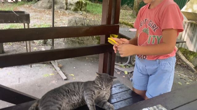 #котикимемы #мемкот #catmeme  #67 #sigmacat