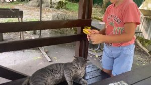 #котикимемы #мемкот #catmeme  #67 #sigmacat