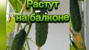 Огурцы на балконе растут