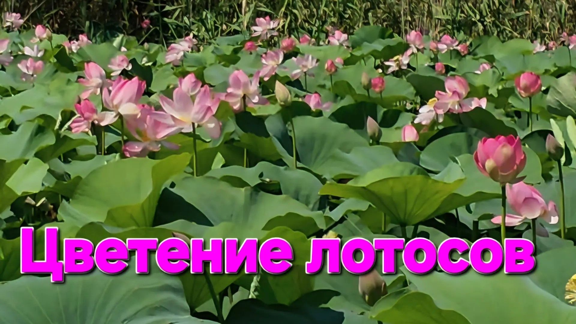 Астрахань_Цветение лотосов в дельте Волги