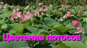 Астрахань_Цветение лотосов в дельте Волги