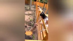 Лучшая реклама города Донецка,которую я видел за последние последние года)теперь парк Симбо знаменит