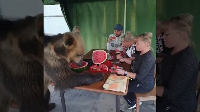 Медведь угощается арбузиком
