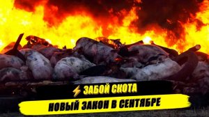 ИВАНОВ Павел. ⚡УЖЕ В СЕНТЯБРЕ! ВСЁ РАДИ ШВАБА!А ПРЕТ ЗА ЧАСТНЫЕ ХОЗЯЙСТВА!mp4