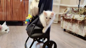 Котенок Микки и его замечательная семья.