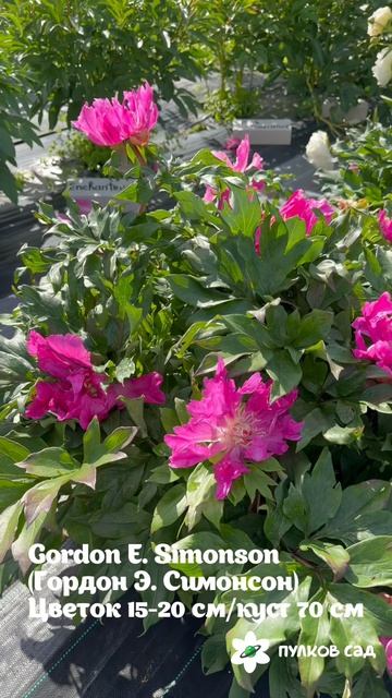 Gordon E Simonson Peony. Гордон Е Симонсон пион. Пулков сад