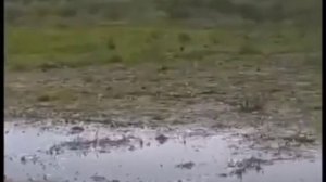 Змей Горыныч