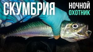 ГИГАНТСКАЯ Скумбрия ночью!! СЕКРЕТЫ клёва и лучшие приманки. Морская рыбалка в Приморье.