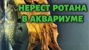 НЕРЕСТ РОТАНА В АКВАРИУМЕ