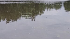 Хороший клёв осетра на Нижнем водоёме. Клёвое место лосиный остров