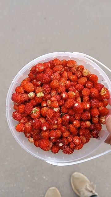Ах лето пора ягод