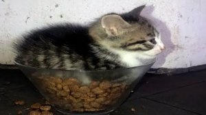[cat.mp4] - смешные коты с одной мозговой клеткой