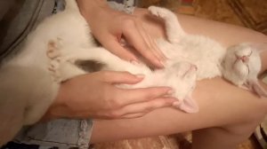 Вечерний релакс от белых котят😁💞😁