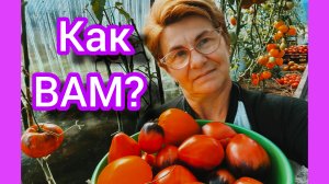Томаты болеют, но урожай отменный 👍💯