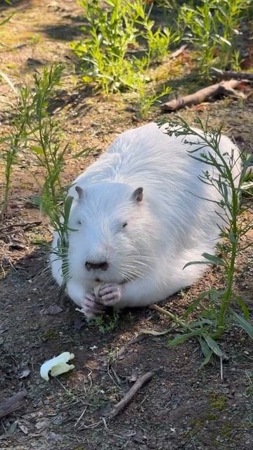 Ого, бобр Альбинос!