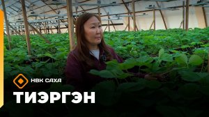 «Тиэргэн»: фермер Айталина Томская (13.08.26)