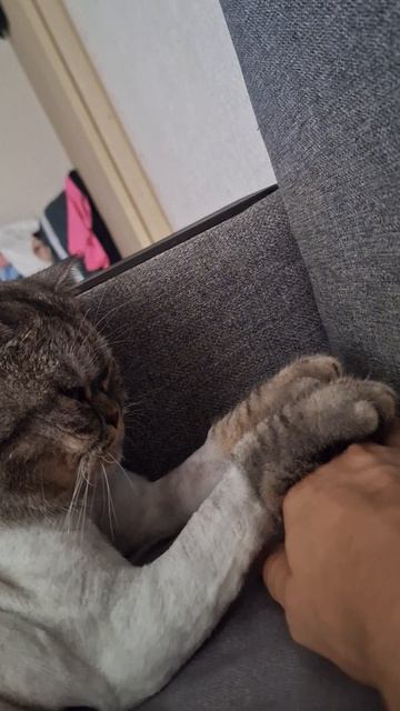 буднии кошечки по имени кошка