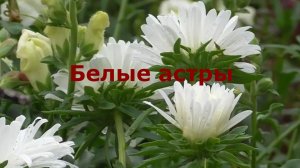 Белые астры
