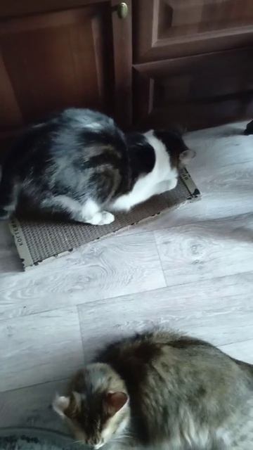Когтеточка для самых верных котеек❤️❤️