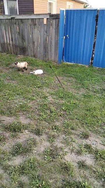 Нафаня и Маргоша устроили дикие прыжки! 😹