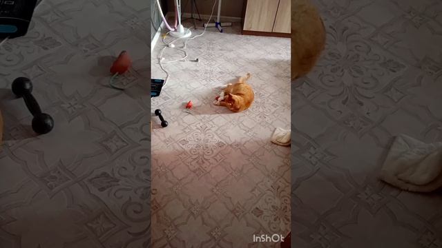 Котики. 🐈