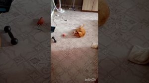 Котики. 🐈