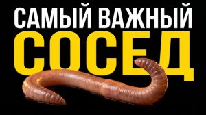 Дождевой ЧЕРВЬ — самый ВАЖНЫЙ житель вашего ОГОРОДА, о котором вы НИЧЕГО не ЗНАЕТЕ!