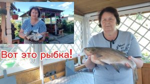 Почистила леща) Мариную огурчики) Надо собирать облепиху)
