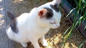 Кошки из Нового Иерусалима. 16 июля