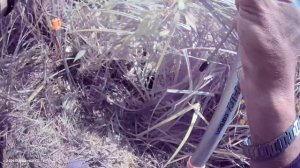 Рыбалка на 1 час, потому что домашние дела. Рыбачил на поплавок🎣 Прикормка Жмых-Дробленка.
