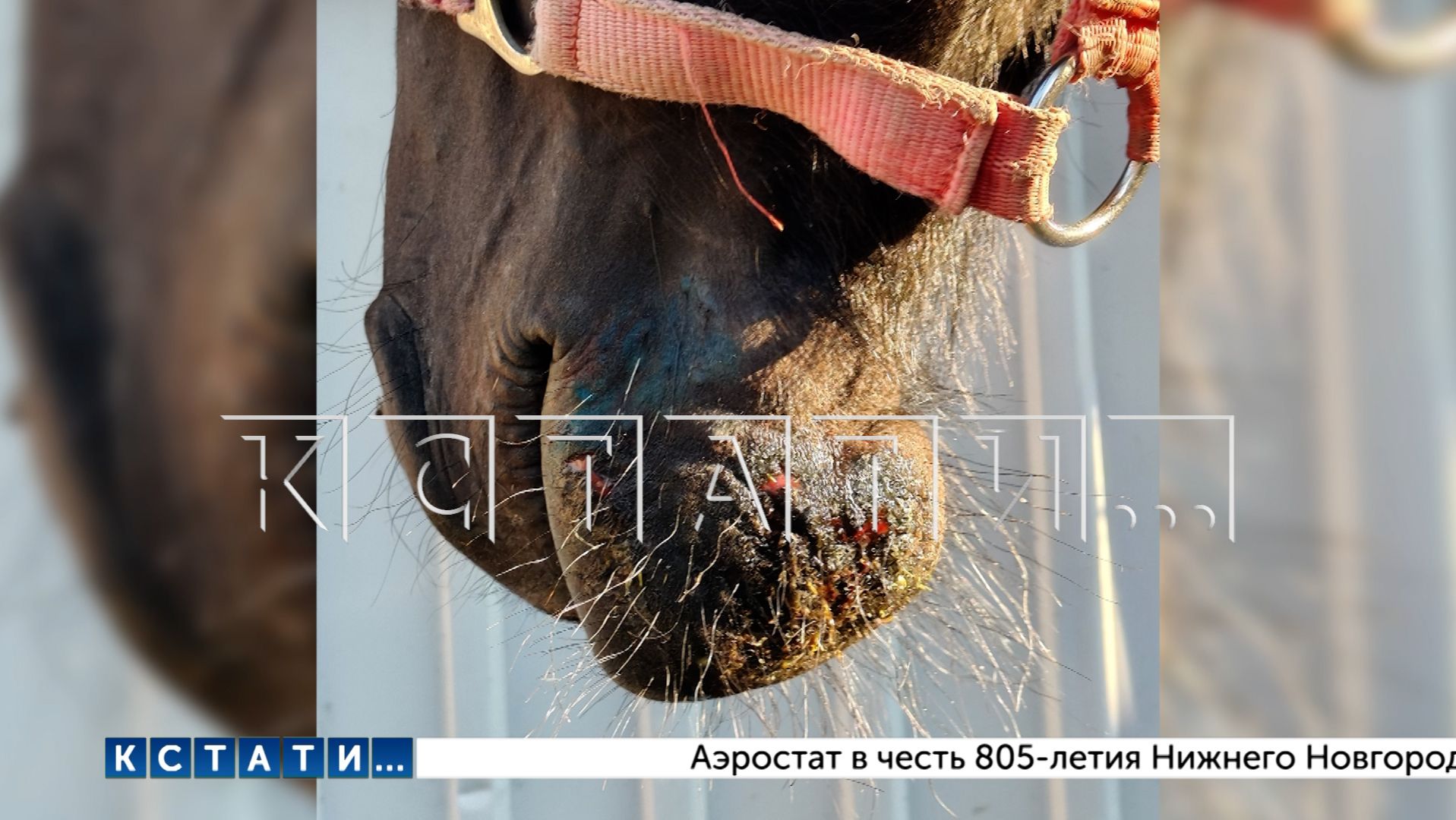 Бойцовский пёс чуть не перегрыз шею годовалому жеребёнку в Дзержинске