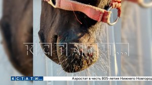 Бойцовский пёс чуть не перегрыз шею годовалому жеребёнку в Дзержинске