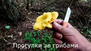 Раз грибы еще есть, зайду на Лисичкину горку.