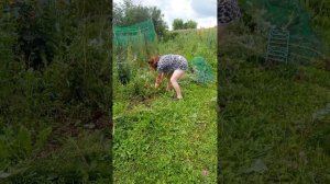 #среда#дача#деньсурка
12.08.2026