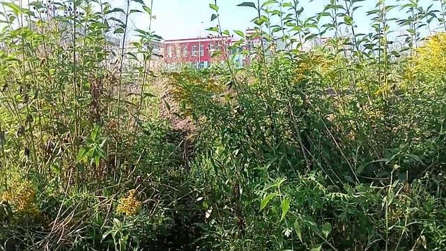 ПОХОД НА ДАЧИ 2🌿, ПОИСК🐾, КОРМЛЕНИЕ ПОДОПЕЧНЫХ🐕12.08.26г.