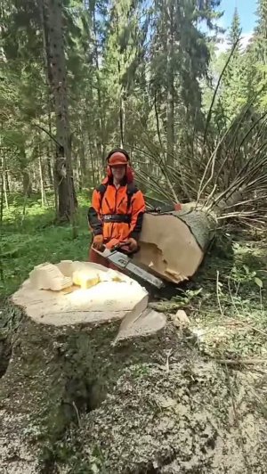Валка леса, ель 6 кубов. квм-2!
