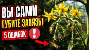 ТОМАТЫ ЦВЕТУТ, НО НЕ ЗАВЯЗЫВАЮТСЯ - вот настоящая причина