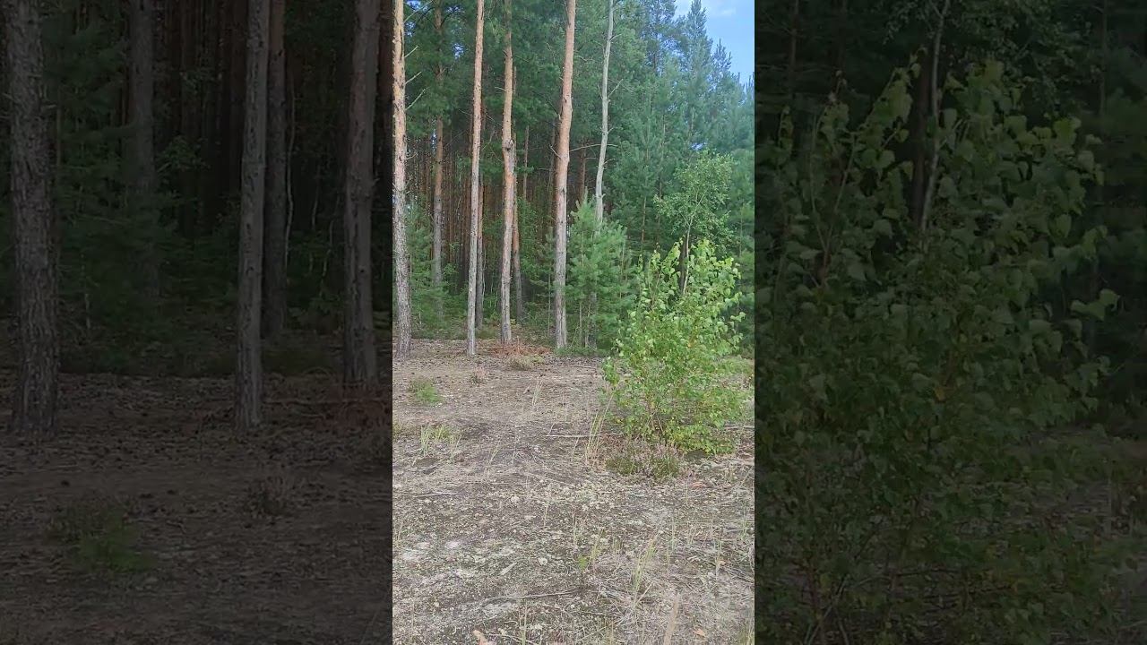 11.08.2026 видео 906