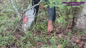 Начали собирать комод,снова в лес за грибами.