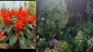 Черенкования петунии🌹