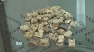 Игральные астрагалы эпохи бронзы на выставке «Мир детства»