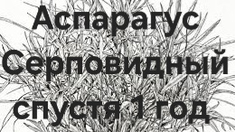 Аспарагус Серповидный спустя год пересадка