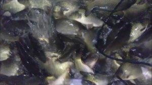 Зарыбление карпом верхнего водоёма 2000 кг. Клёвое место, Лосиный остров.
