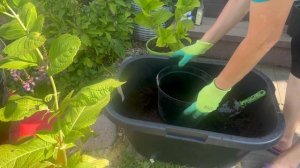 Пора пересадить прошлогодние черенки широколистных гортенз
