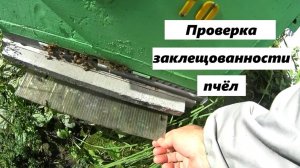 Проверка заклещованности семей