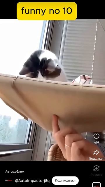 кот упал опоп